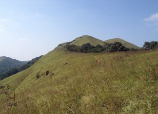 കത്തിക്കരിഞ്ഞ് റാണിപുരം; കാട്ടുതീ തടയാന് പുല്മേട് കത്തിച്ച് വനംവകുപ്പ് Ranipuram