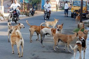 Street Dogs Attack