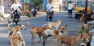 Street Dogs Attack