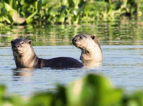 OTTER ATTACK