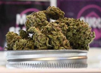 cannabis seized_kozhikkod