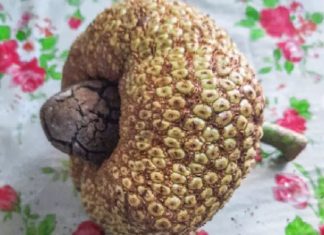 ചെങ്ങന്നൂരിലെ ചക്ക മാഹാത്മ്യം! jackfruit