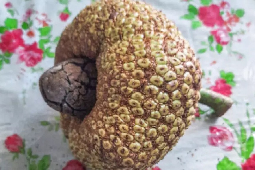 jackfruit jackfruit