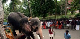 Malabar-News_elephant