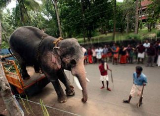 Malabar-News_elephant
