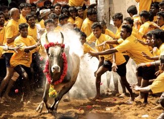 Malabarnews_jallikkattu