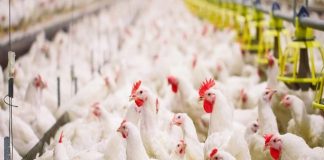 പക്ഷിപ്പനി; പക്ഷികളുടെയും മാംസ ഉല്പ്പന്നങ്ങളുടെയും ഇറക്കുമതിക്ക് യുഎഇയില് നിരോധനം imports of poultry uae_malabar news