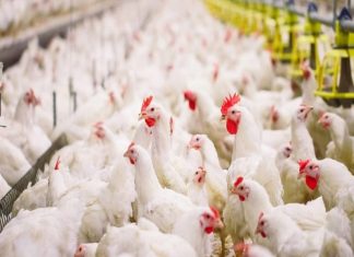 പക്ഷിപ്പനി; പക്ഷികളുടെയും മാംസ ഉല്പ്പന്നങ്ങളുടെയും ഇറക്കുമതിക്ക് യുഎഇയില് നിരോധനം imports of poultry uae_malabar news