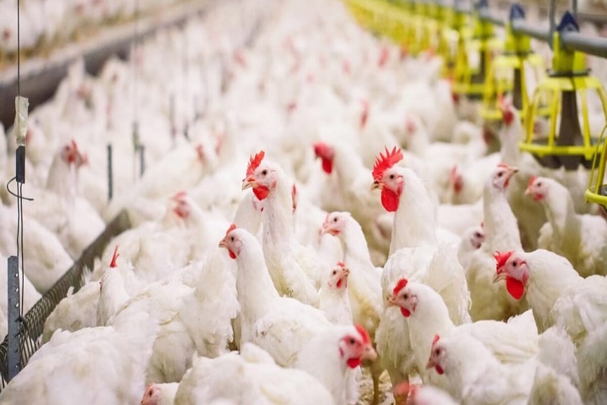 imports of poultry uae_malabar news imports of poultry uae_malabar news