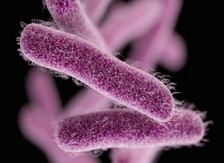 Shigella_malabar news