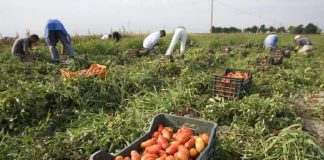 സൗദിയിലേക്ക് പച്ചക്കറി-ഗൃഹോപകരണ കയറ്റുമതി നികുതി കൂട്ടി; ലക്ഷ്യം പ്രാദേശിക ഉല്പന്നങ്ങള് വിപണിയിലെത്തിക്കല് saudi tax increased_malabar news
