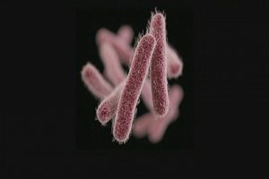 Shigella plague in Thrissur Govt. engineering college; A bakery was closed