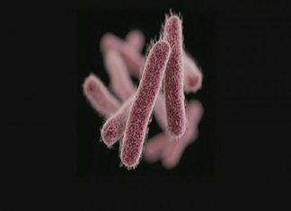 Shigella plague in Thrissur Govt. engineering college; A bakery was closed