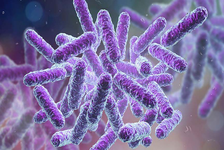 Malabar News_shigella calicut