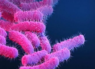 Malabarnews_shigella