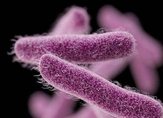 shigella