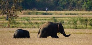 Malabarnews_wayanad news