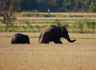 Malabarnews_wayanad news