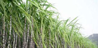 เดเดฐเดฟเดฎเตเดชเต เดเดฐเตโเดทเดเดฐเตโเดเตเดเต 3500 เดเตเดเดฟเดฏเตเดเต เดธเดนเดพเดฏเดคเตเดคเดฟเดจเต เดเตเดจเตเดฆเตเดฐ เด
เดเดเตเดเดพเดฐเด Malabarnews_sugarcane