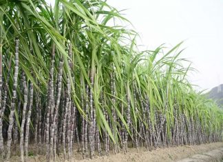 Malabarnews_sugarcane