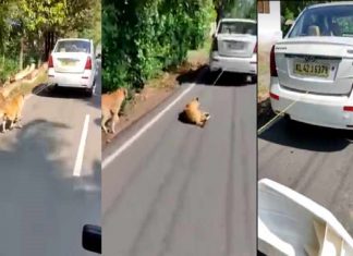 നായയെ ഓടുന്ന കാറിനു പിന്നില് കെട്ടിവലിച്ച സംഭവത്തില് ഡ്രൈവര് അറസ്റ്റില് dog tied in car_malabar news