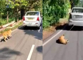 ഒടുങ്ങാത്ത ക്രൂരത; ഓടുന്ന കാറിൽ നായയെ കെട്ടിവലിച്ചു; അറസ്റ്റ് ഉടനെന്ന് പോലീസ് Dog Tied On Car In Kochi