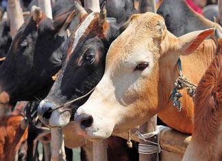 പാലക്കാട് പേ വിഷബാധയേറ്റ് പശുക്കൾ ചത്തു malabarnews-cattle