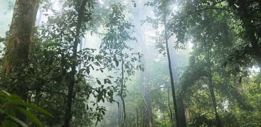 ചെറു മഴ നനഞ്ഞ് പ്രകൃതിയുടെ മടിത്തട്ടില് ചിലവഴിക്കാന് ജോയ്പൂര് മഴക്കാടുകള് Malabarnews_jaypur
