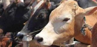 Cow slaughter ban pasess in karanataka_Malabar news