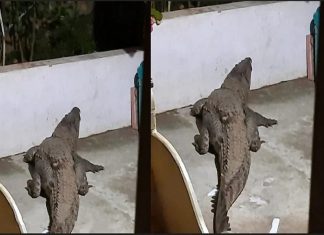 ‘കണി’ കെണിയായി; വീടിന് മുന്നിൽ വന്ന അതിഥിയെ കണ്ട് ഞെട്ടി ഗൃഹനാഥൻ Crocodile In Front Of House