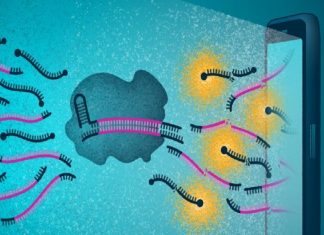 New smartphone-based COVID-19 test gives results in less than 30 minutes