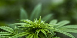 അമേരിക്കയില് കഞ്ചാവിന്റെ ഉപയോഗം നിയമപരമാക്കുന്ന ബില്ലിന് ജനപ്രതിനിധി സഭയുടെ അംഗീകാരം MalabarNews_marijuana