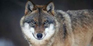 Malabar-News_wolf-attack-in-mukkam