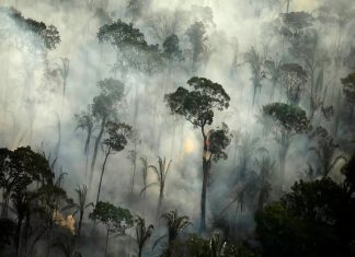 Amazon Deforestation