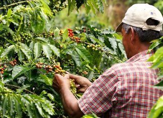 Malabarnews_coffee farming