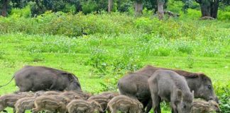 wild boar in kasargod