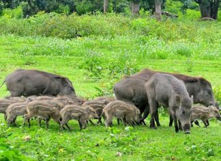 കാട്ടുപന്നി ശല്യം രൂക്ഷം; വെടിവച്ച് കൊല്ലാൻ അനുമതി നൽകാതെ വനംവകുപ്പ് wild boar in kasargod