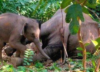 കല്ലാറിൽ കാട്ടാന ചരിഞ്ഞ സംഭവം; ഒരാൾ അറസ്റ്റിൽ elephant-dead-in-vithura