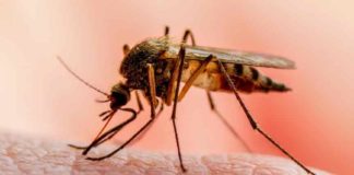 เดคเดฒเดถเตเดถเตเดฐเดฟเดฏเดฟเตฝ เดฎเดฒเดฎเตเดชเดจเดฟ เดตเตเดฏเดพเดชเดเด; เดจเดเดชเดเดฟเดฏเตเดฎเดพเดฏเดฟ เดเดฐเตเดเตเดฏ เดตเดฟเดญเดพเดเด Malaria