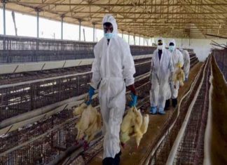 കൂരാച്ചുണ്ടിലെ പക്ഷിപ്പനി സംശയം; സാമ്പിൾ പരിശോധനാ ഫലം ഇന്ന് ലഭിക്കും bird flu