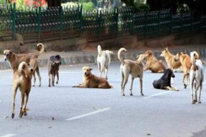 street dogs