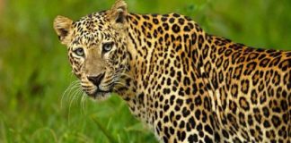 പുള്ളിപ്പുലിയെ വേട്ടയാടി; ഇടുക്കി മാങ്കുളത്ത് അഞ്ച് പേർ അറസ്റ്റിൽ leoperd killed in idukki