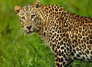 leoperd killed in idukki