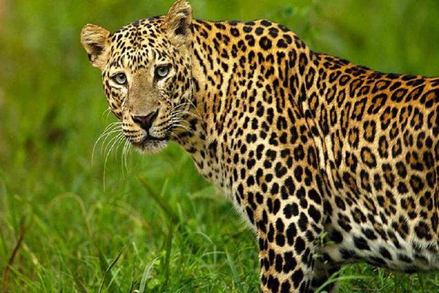 leoperd killed in idukki leoperd killed in idukki