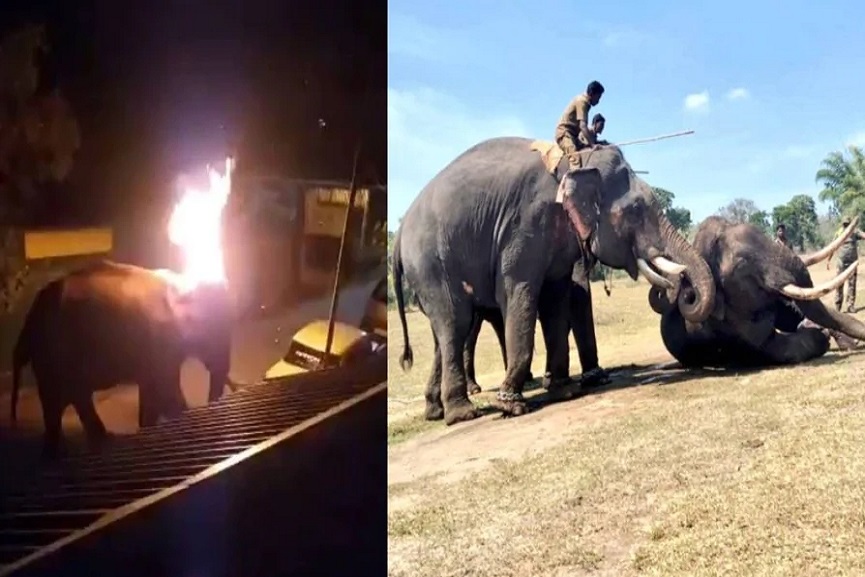 MalabarNews_wild elephant