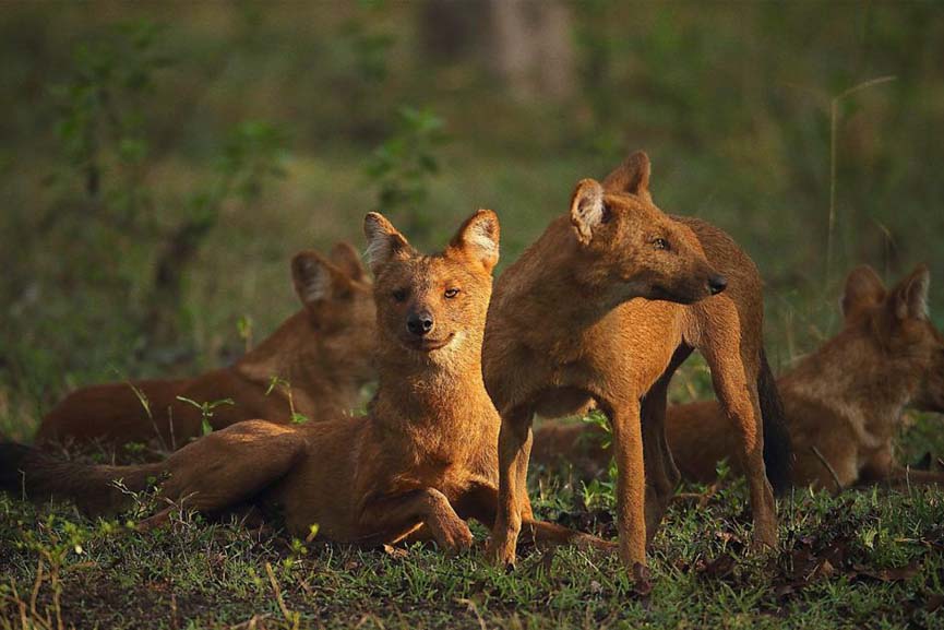 koppal wolf sanctuary