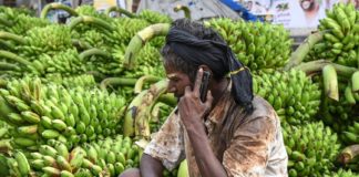 മഴയും കാറ്റും ബാക്കി വച്ചത് വിളവെടുത്തപ്പോള് വാങ്ങാനാളില്ല, വിലയുമില്ല; കര്ഷകര് ദുരിതത്തില് banana farmers