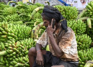 banana farmers