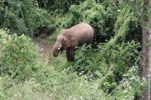 wild elephant