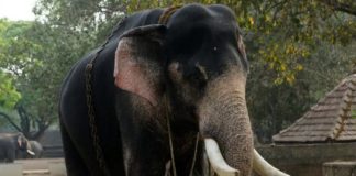 elephant